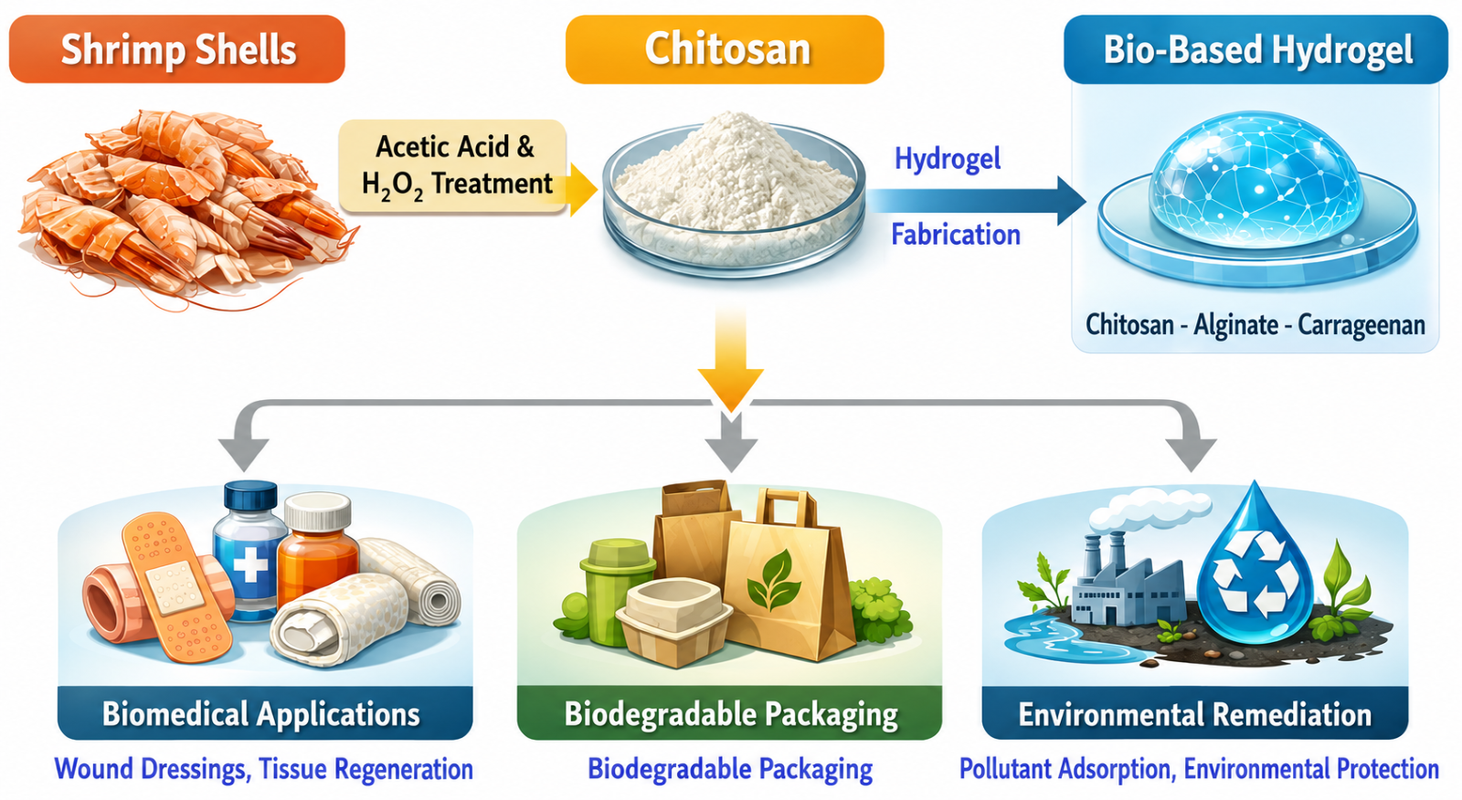 Development of Bio-Based Hydrogels from Shrimp-Shell Chitosan