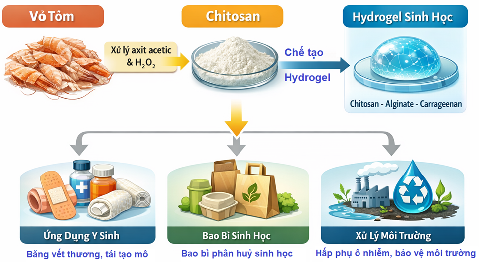 NGHIÊN CỨU PHÁT TRIỂN HYDROGEL SINH HỌC TỪ CHITOSAN VỎ TÔM